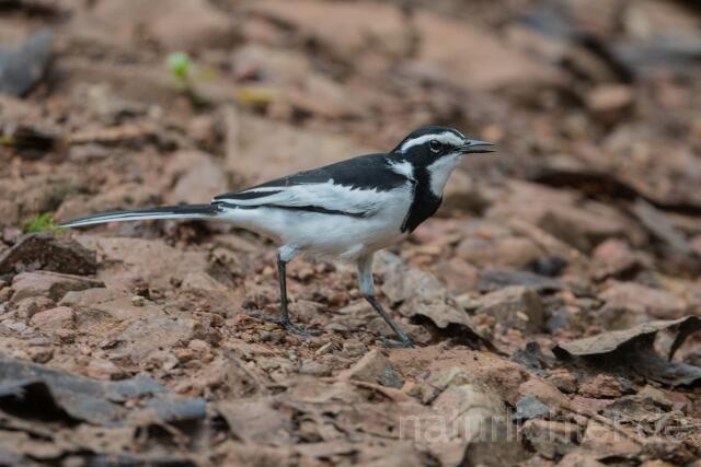W23630 Witwenstelze,African Pied Wagtail