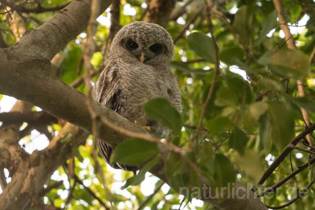 W23652 Afrikanischer Waldkauz, African Wood Owl - Peter Wächtershäuser
