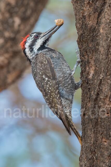 W23672 Namaspecht,Bearded Woodpecker