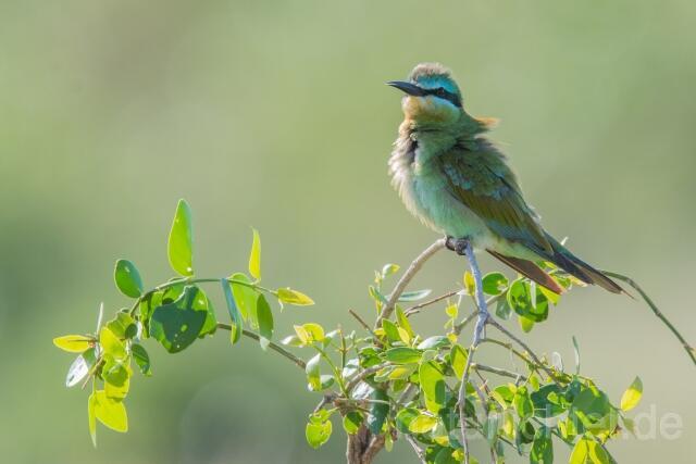 W23771 Blauwangenspint,Blue-cheeked Bee-eater