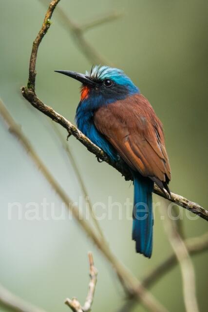 W23783 Saphirspint,Blue-headed Bee-eater