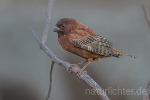 W23883 Maronensperling,Chestnut Sparrow