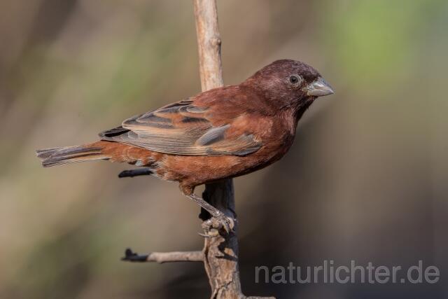 W23892 Maronensperling,Chestnut Sparrow