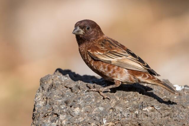 W23899 Maronensperling,Chestnut Sparrow