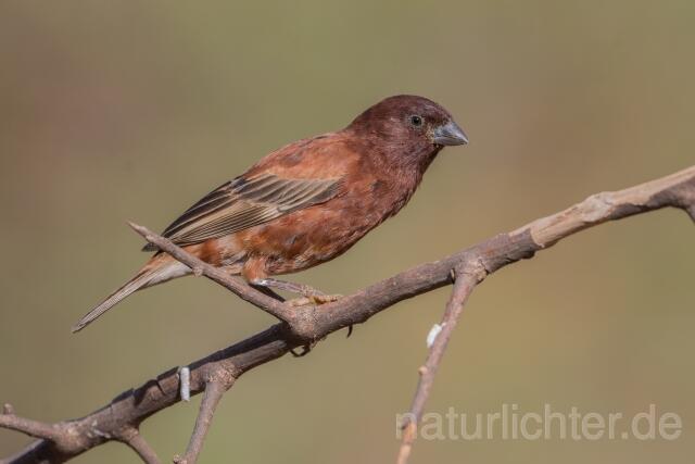 W23900 Maronensperling,Chestnut Sparrow