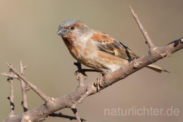 W23901 Maronensperling,Chestnut Sparrow