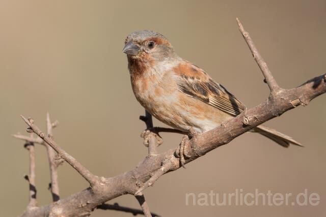 W23902 Maronensperling,Chestnut Sparrow