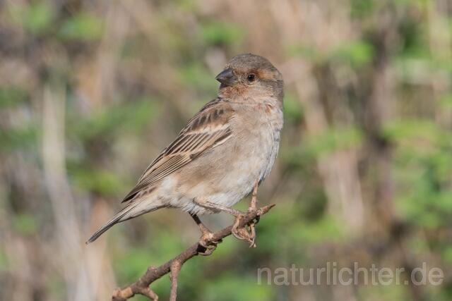 W23903 Maronensperling,Chestnut Sparrow