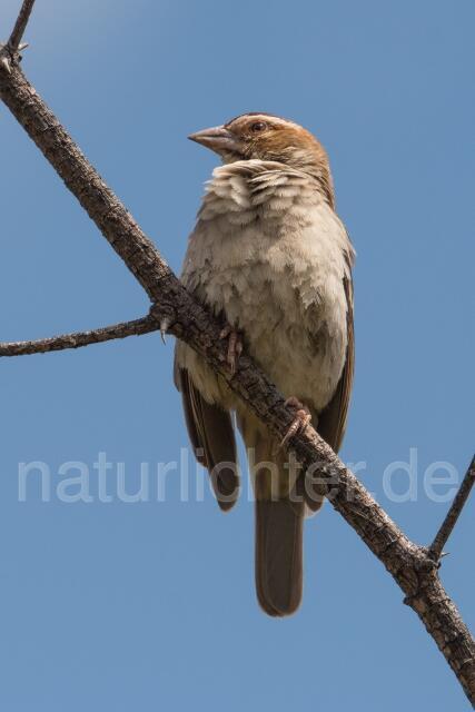 W23915 Kastanienscheitelweber,Chestnut-crowned Sparrow-weaver - Peter Wächtershäuser
