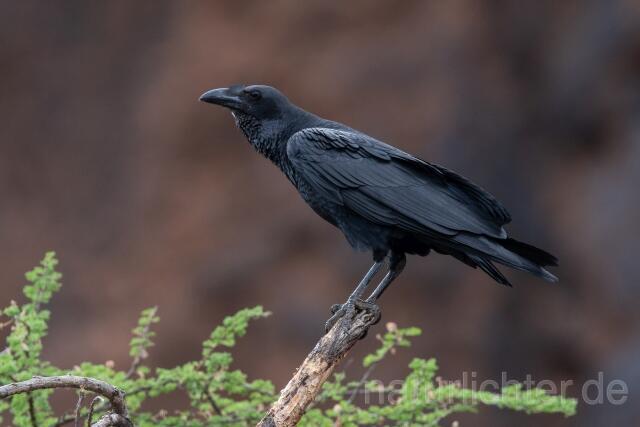 W24053 Borstenrabe,Fan-tailed Raven