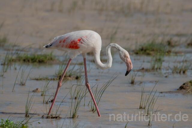 W24141 Rosaflamingo,Greater Flamingo
