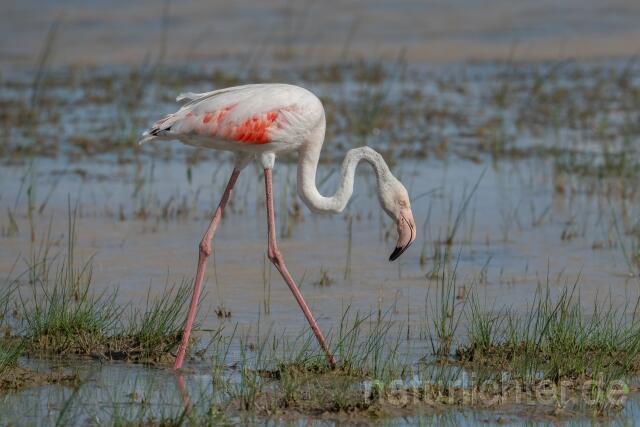 W24142 Rosaflamingo,Greater Flamingo