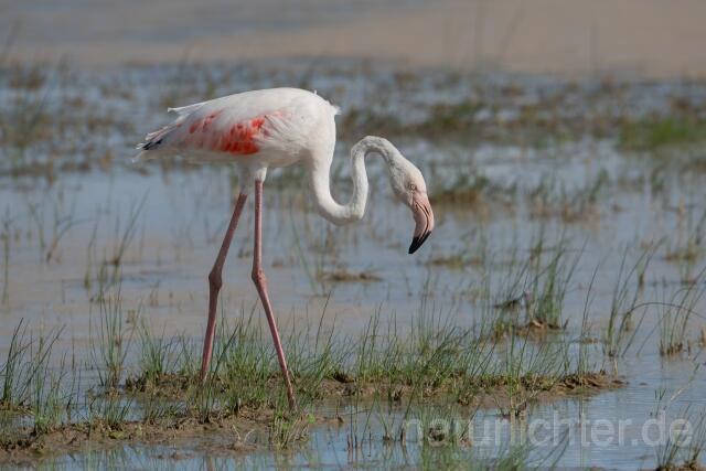 W24143 Rosaflamingo,Greater Flamingo