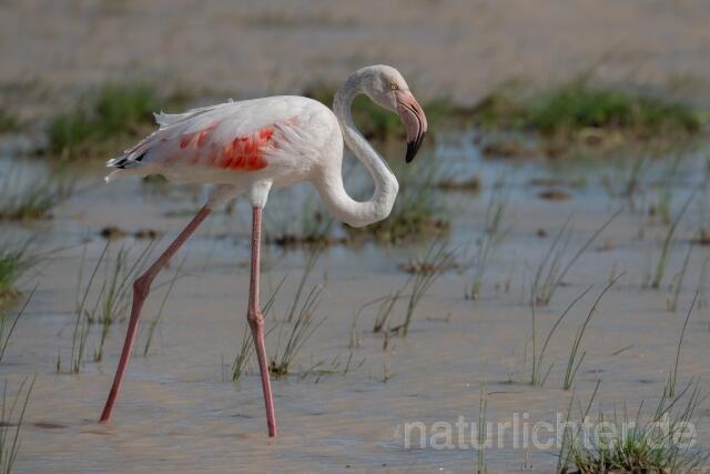 W24145 Rosaflamingo,Greater Flamingo