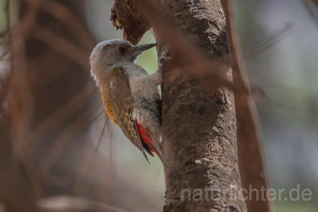 W24177 Graubrustspecht,African Grey Woodpecker - Peter Wächtershäuser