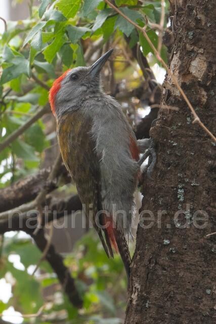 W24179 Graubrustspecht,African Grey Woodpecker - Peter Wächtershäuser
