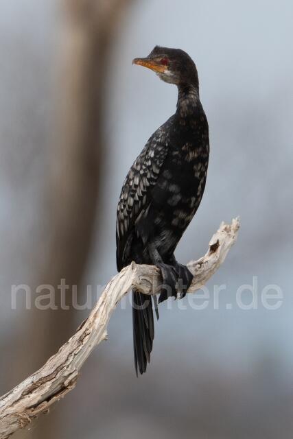 W24390 Riedscharbe,Long-tailed Cormorant