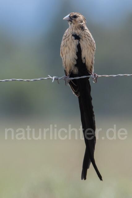 W24406 Hahnschweifwida,Long-tailed Widowbird
