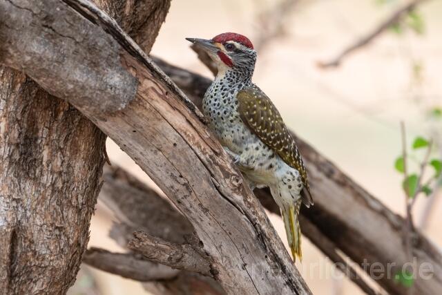 W24481 Nubierspecht,Nubian Woodpecker