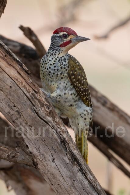 W24484 Nubierspecht,Nubian Woodpecker