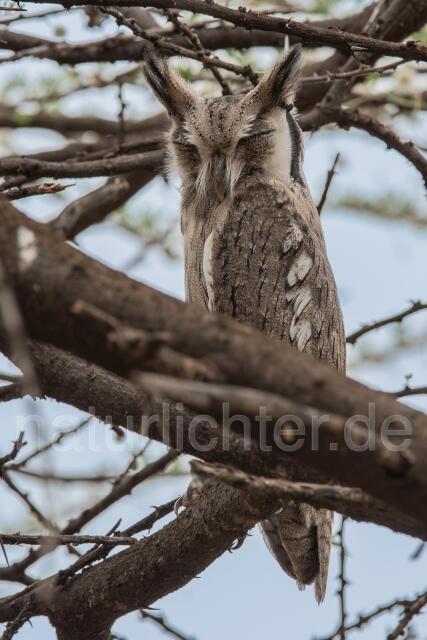 W25147 Nordbüscheleule,Northern White-faced Owl