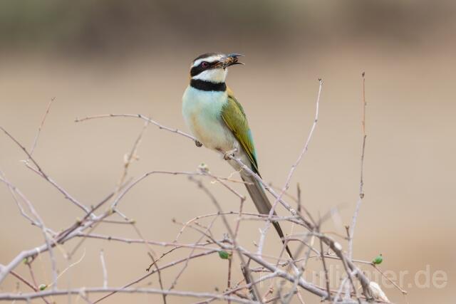 W25201 Weißkehlspint,White-throated Bee-eater