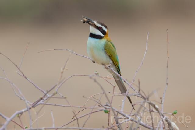 W25204 Weißkehlspint,White-throated Bee-eater