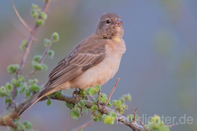 W25271 Sahelsteinsperling,Yellow-spotted Bush Sparrow,Yellow-spotted Petronia - Peter Wächtershäuser