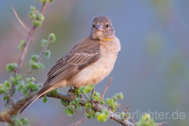W25273 Sahelsteinsperling,Yellow-spotted Bush Sparrow,Yellow-spotted Petronia - Peter Wächtershäuser