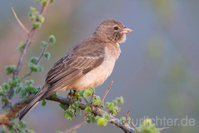 W25275 Sahelsteinsperling,Yellow-spotted Bush Sparrow,Yellow-spotted Petronia - Peter Wächtershäuser