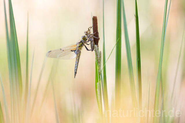 R12366 Vierfleck, Four-Spotted Chaser, Schlupf - Christoph Robiller