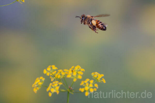 R9597 Westliche Honigbiene im Flug, western honey bee flying - Christoph Robiller