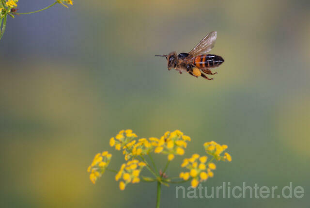 R9599 Westliche Honigbiene im Flug, western honey bee flying - Christoph Robiller