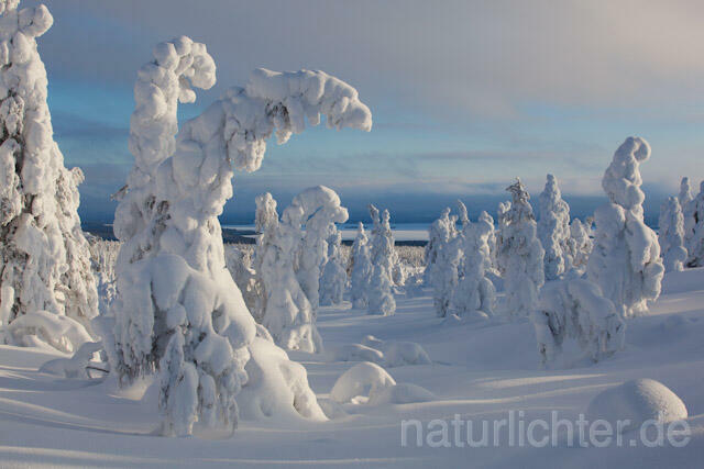 R10006 Riisitunturi im Winter, Finnland, Kuusamo - Christoph Robiller