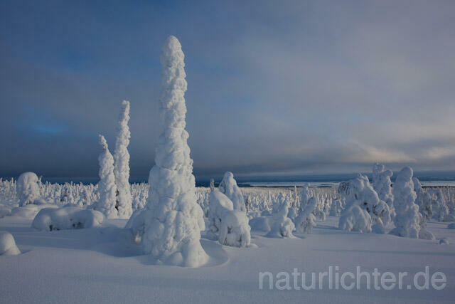 R10014 Riisitunturi im Winter, Finnland, Kuusamo - Christoph Robiller
