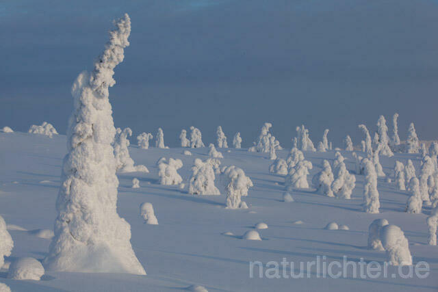 R10019 Riisitunturi im Winter, Finnland, Kuusamo - Christoph Robiller