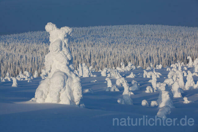 R10030 Riisitunturi im Winter, Finnland, Kuusamo - Christoph Robiller