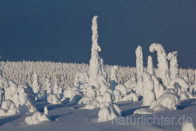 R10031 Riisitunturi im Winter, Finnland, Kuusamo - Christoph Robiller