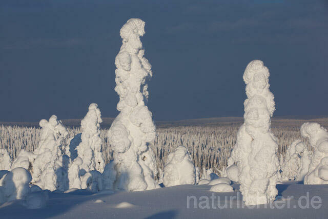 R10036 Riisitunturi im Winter, Finnland, Kuusamo - Christoph Robiller