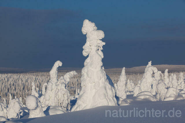 R10039 Riisitunturi im Winter, Finnland, Kuusamo - Christoph Robiller