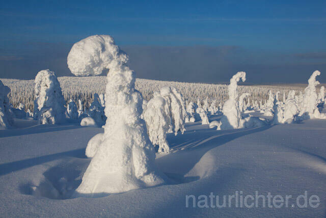 R10040 Riisitunturi im Winter, Finnland, Kuusamo - Christoph Robiller