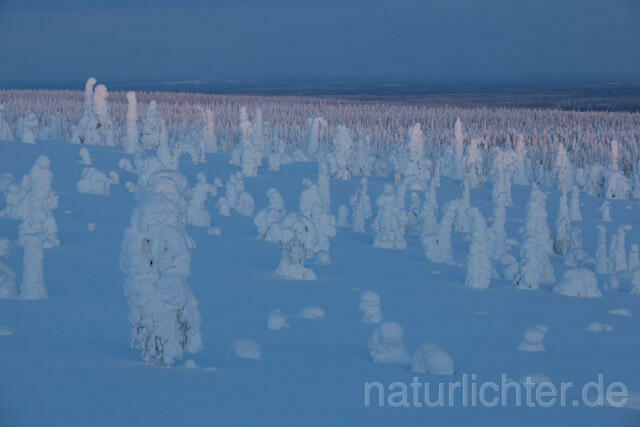 R10056 Riisitunturi im Winter, Finnland, Kuusamo - Christoph Robiller