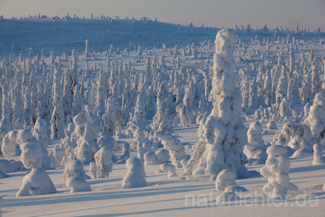 R10085 Riisitunturi im Winter, Finnland, Kuusamo - Christoph Robiller