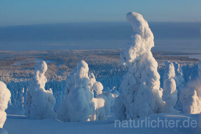 R10107 Rukatunturi im Winter, Finnland, Kuusamo - Christoph Robiller
