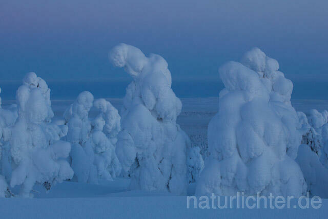 R10133 Rukatunturi im Winter, Finnland, Kuusamo - Christoph Robiller