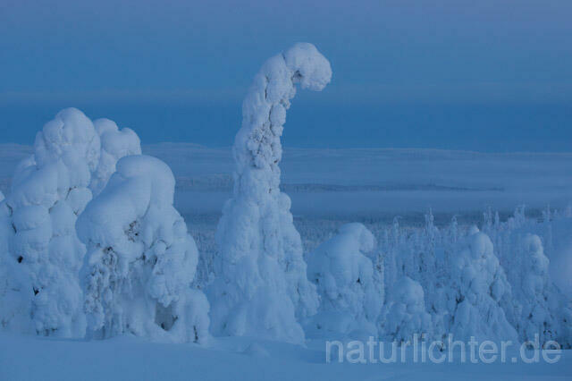 R10135 Rukatunturi im Winter, Finnland, Kuusamo - Christoph Robiller