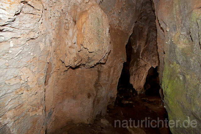 R10502 Höhle,  Sardischer oder Genés Höhlensalamander, Speleomantes genei, Sardinian Cave Salamander - Christoph Robiller