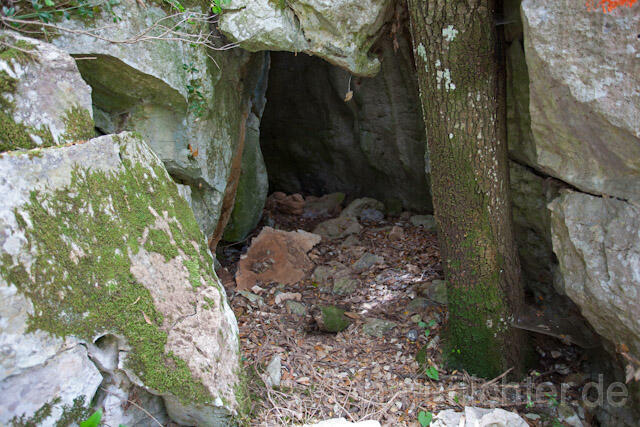 R10504 Höhle,  Höhle, Sardischer oder Genés Höhlensalamander, Speleomantes genei, Sardinian Cave Salamander - Christoph Robiller