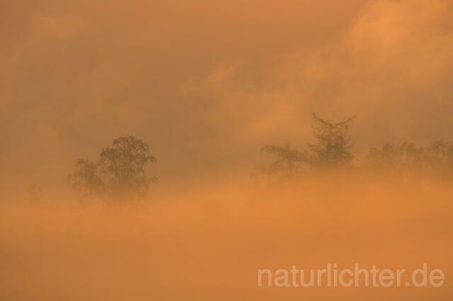 R3831 Nebel, Sonnenaufgang - Christoph Robiller