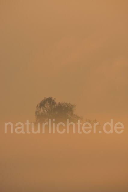 R3832 Nebel, Sonnenaufgang - Christoph Robiller
